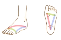 How the Arches of the Foot Work